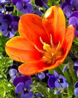 Tulipa Kaufmanniana 'Love Song' close up of orange tulip 