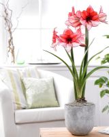 Hippeastrum Charisma - red flowering plant in container 