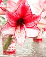 Hippeastrum 'Charisma' - Close up of red and white flower in glass 