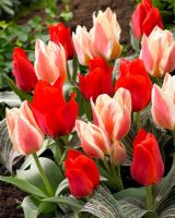 Tulipa 'March of Time' and 'Sylvia Warder' - Mixture of tulips 