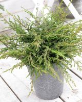 Juniperus communis Repanda - Small evergreen shrub in container 