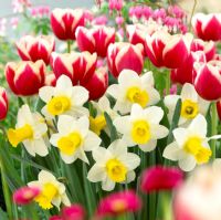 Tulipa 'Christmas Gift' and Narcissus 'Smiling Sun' - Mixed Spring border with tulips and daffodils 