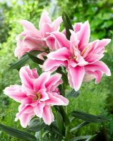 Roselily Belonica - Closeup of pink lily flowers