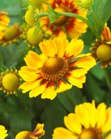 Helenium - Close up of yellow flowers 
