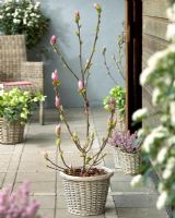 Magnolia x soulangeana 'Satisfaction' - Saucer magnolia tree in wicker container 