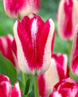 Tulipa 'Moulin Rouch'