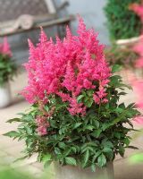 Pink flowering Astilbe 'Lara' in container 