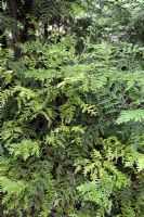 Thujopsis dolobrata - Japanese Elkhorn Cypress or Deerhorn Cedar