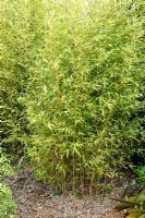 Phyllostachys aurea 'Koi' - Bamboo