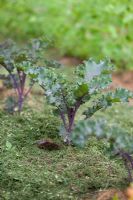 Kale 'Redbor' mulched with grass clippings