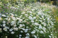 Daucus carota - Wild Carrot 