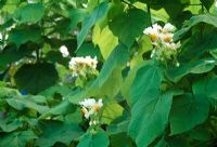 Sparmannia Africana