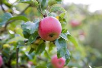 Malus - Apple Crawley Beauty - West Dean, Sussex