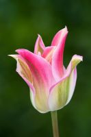 Tulipa 'Florosa'