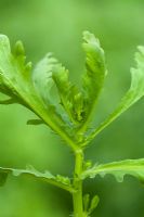 Glebionis coronaria syn. Chrysanthemum coronaria - Chopsuey Greens - Edible Chrysanthemum Green 