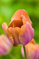 Tulipa 'Bruine Wimpel'