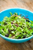 Turquoise bowl filled with microgreens - tiny baby salad leaves harvested when very young
