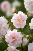 Rosa 'Paul's Himalayan Musk'