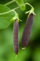 Pisum sativum - Purple podded Pea