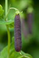 Pisum sativum - Purple podded Pea