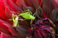 Grasshoppers on Dahlia 'Rip City'