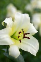 Lilium 'Boogie Woogie'. Oriental trumpet lily hybrid