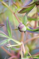 Emerging flower of Paeonia in April