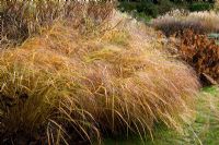 Panicum 'Warrior' at Knoll Gardens in November