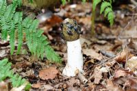 Phallus impudicus - Common Stinkhorn, showing flies attracted to tip, England, August