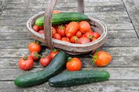 Selection of home grown greenhouse tomatoes and cucumbers in wooden trug