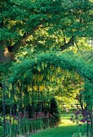 Laburnum tunnel underplanted with Allium Purple Sensation