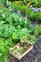 Harvested vegetables and seedlings in crate by vegetable plot 