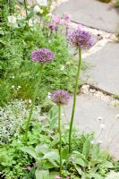 Allium christophii planted along paved path in small garden