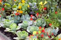 Vegetable garden with companion planting 