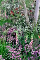 Soft colour planting in woodland style garden 