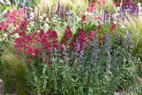 Mixed flowering summer border 