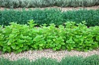 Rows of herbs including Origanum vulgare, Thymus and Salvia with a gravel mulch 