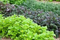 Rows of herbs including Origanum vulgare, Salvia officinalis and Thymus 
