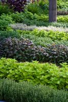 Herbs planted in rows - 'The B and Q Garden', Gold Medal Winner, RHS Chelsea Flower Show 2011 
