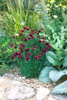 Dianthus cruentus growing at the side of stone path in 'The Daily Telegraph Garden', Gold Medal Winner and Best in Show - RHS Chelsea Flower Show 2011 