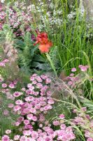 Astrantia 'Roma', Iris 'Dutch Chocolate', Foeniculum vulgare 'Giant Bronze', Deschampsia cespitosa, Digitalis mertonensis and Anthriscus sylvestris 'Ravenswing' - The Laurent-Perrier Garden - Nature and Human Intervention - Gold Medal Winner, RHS Chelsea Flower Show 2011
