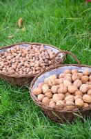 Baskets with Walnuts and Hazelnuts