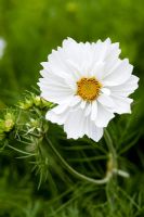 Cosmos bipinnatus 'Psyche White'