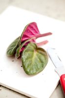 Step by step leaf cuttings of Saintpaulia - African Violet
