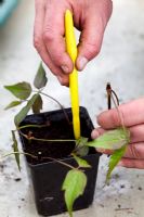 Step by step internodal cuttings of Clematis 
