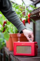 Man switching on radio in greenhouse
