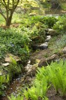 Part of the water garden in dappled spring light. Stream edged by Asplenium scolopendrium, Matteuccia struthiopteris, Forget-me-nots and Bluebells - Sezincote Garden, Gloucestershire
 