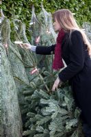 Woman buying Christmas Tree (Abies nordmanniana) in garden centre