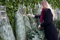 Woman buying Christmas Tree (Abies nordmanniana) in garden centre
