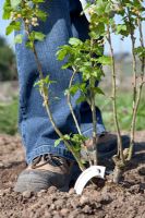 Woman planting Blackcurrant 'Ben Connan', firming ground with boot